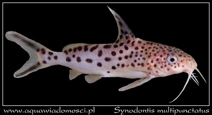 Synodontis multipunctatus.jpg
